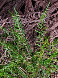 Blechnum molle. Mature fertile fronds.
 Image: J.R. Rolfe © Jeremy Rolfe All rights reserved